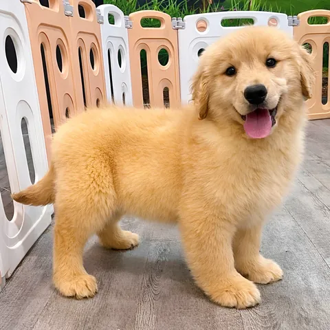 Tổng Hợp Hình Ảnh Chó Golden Đẹp Nhất (chó Con, Trưởng Thành, Golden Anh/mỹ) Dành Cho Người Yêu Chó