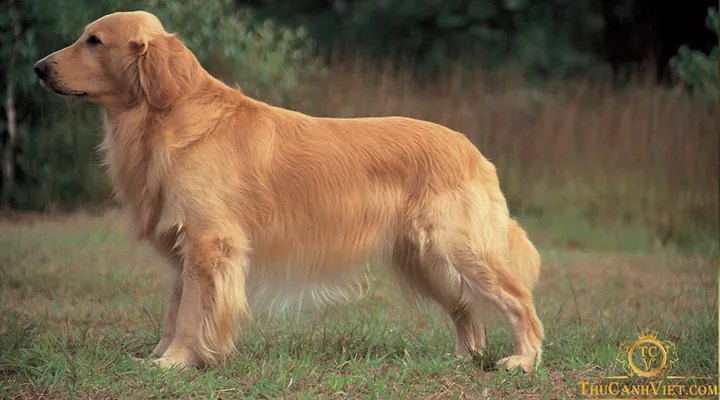 Tổng Hợp Hình Ảnh Chó Golden Đẹp Nhất (chó Con, Trưởng Thành, Golden Anh/mỹ) Dành Cho Người Yêu Chó
