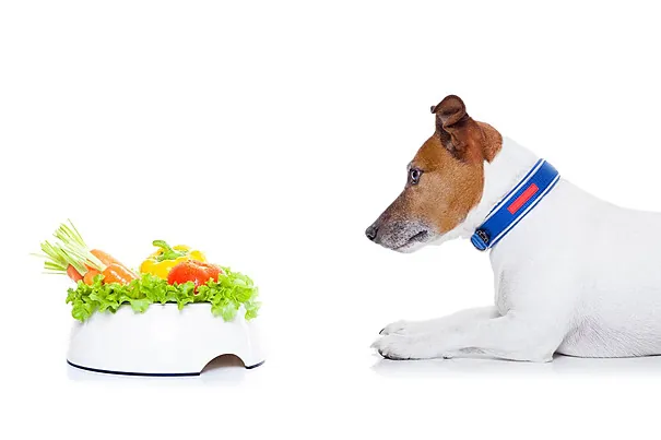 Tổng Hợp Hình Ảnh Chó Mập (cún Mập, Chó Béo) Hài Hước Và Đáng Yêu Dành Cho Người Yêu Thú Cưng Tổng Hợp Hình Ảnh Chó Mập (cún Mập, Chó Béo) Hài Hước Và Đáng Yêu Dành Cho Người Yêu Thú Cưng