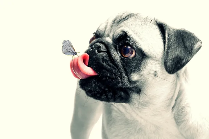 Tổng Hợp Hình Ảnh Chó Mập (cún Mập, Chó Béo) Hài Hước Và Đáng Yêu Dành Cho Người Yêu Thú Cưng Tổng Hợp Hình Ảnh Chó Mập (cún Mập, Chó Béo) Hài Hước Và Đáng Yêu Dành Cho Người Yêu Thú Cưng