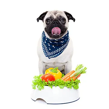 Tổng Hợp Hình Ảnh Chó Mập (cún Mập, Chó Béo) Hài Hước Và Đáng Yêu Dành Cho Người Yêu Thú Cưng Tổng Hợp Hình Ảnh Chó Mập (cún Mập, Chó Béo) Hài Hước Và Đáng Yêu Dành Cho Người Yêu Thú Cưng
