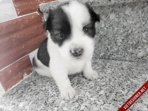 Tổng Hợp Hình Ảnh Chó Mập (cún Mập, Chó Béo) Hài Hước Và Đáng Yêu Dành Cho Người Yêu Thú Cưng Tổng Hợp Hình Ảnh Chó Mập (cún Mập, Chó Béo) Hài Hước Và Đáng Yêu Dành Cho Người Yêu Thú Cưng