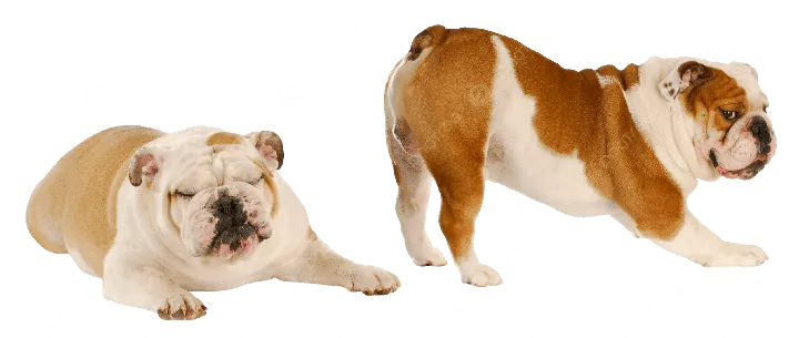 Tổng Hợp Hình Ảnh Chó Mập (cún Mập, Chó Béo) Hài Hước Và Đáng Yêu Dành Cho Người Yêu Thú Cưng Tổng Hợp Hình Ảnh Chó Mập (cún Mập, Chó Béo) Hài Hước Và Đáng Yêu Dành Cho Người Yêu Thú Cưng