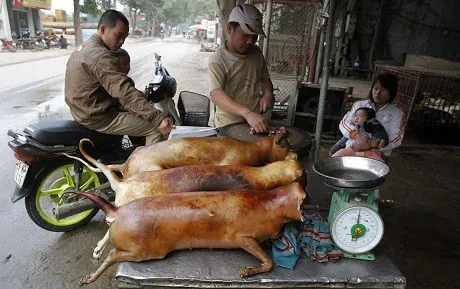 Khám Phá Hình Ảnh Chó Quay Nguyên Con Đẹp Dành Cho Thực Khách Với Lớp Da Vàng Giòn Khám Phá Hình Ảnh Chó Quay Nguyên Con Đẹp Dành Cho Thực Khách Với Lớp Da Vàng Giòn