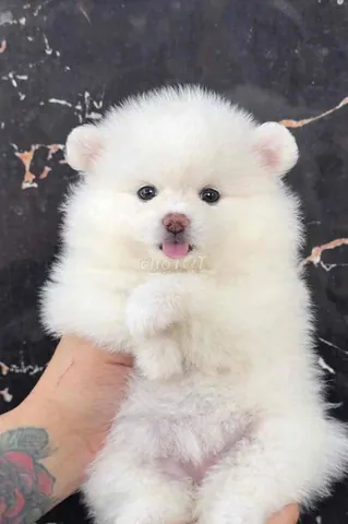 Khám Phá Hình Ảnh Chó Xù Và Các Giống Chó Lông Xù Đáng Yêu Nhất Cho Người Yêu Chó Khám Phá Hình Ảnh Chó Xù Và Các Giống Chó Lông Xù Đáng Yêu Nhất Cho Người Yêu Chó