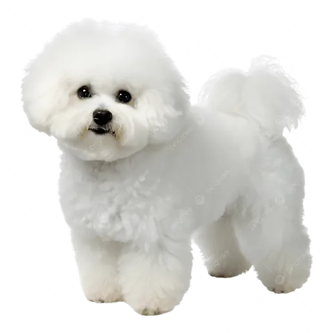 Khám Phá Hình Ảnh Chó Xù Và Các Giống Chó Lông Xù Đáng Yêu Nhất Cho Người Yêu Chó Khám Phá Hình Ảnh Chó Xù Và Các Giống Chó Lông Xù Đáng Yêu Nhất Cho Người Yêu Chó