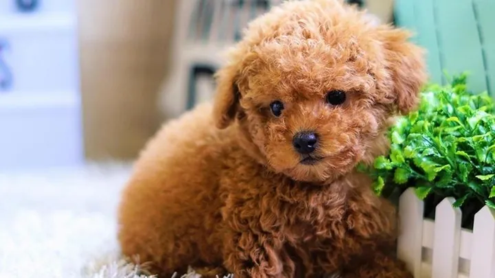 Khám Phá Hình Ảnh Chó Xù Và Các Giống Chó Lông Xù Đáng Yêu Nhất Cho Người Yêu Chó Khám Phá Hình Ảnh Chó Xù Và Các Giống Chó Lông Xù Đáng Yêu Nhất Cho Người Yêu Chó