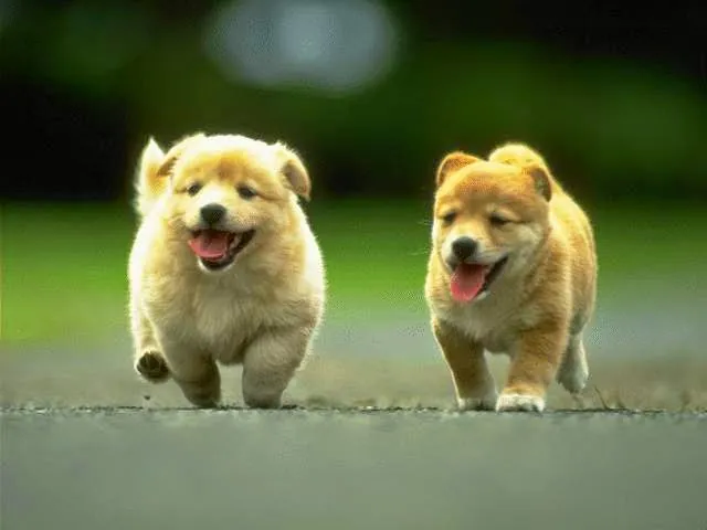 Tải Bộ Sưu Tập Hình Ảnh Chú Cún Dễ Thương Làm Nền Cho Người Dùng Điện Thoại (shiba, Corgi)
