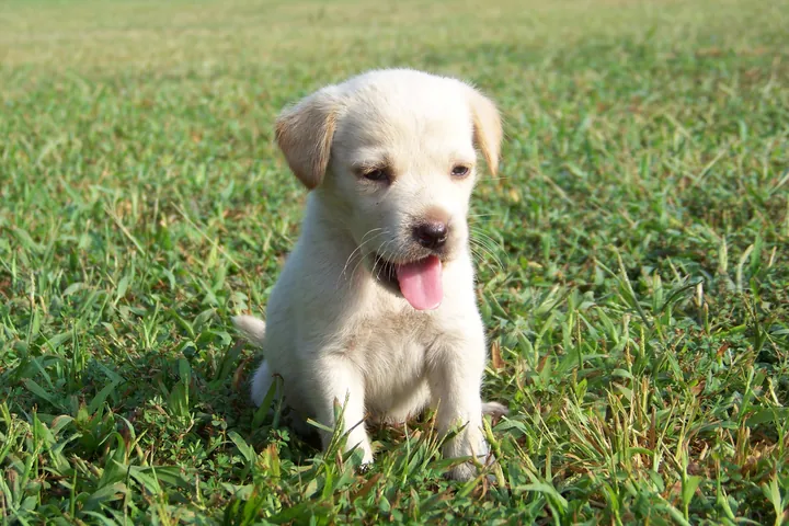 Tải Bộ Sưu Tập Hình Ảnh Chú Cún Dễ Thương Làm Nền Cho Người Dùng Điện Thoại (shiba, Corgi)