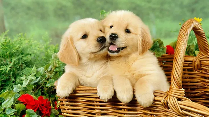 Tải Bộ Sưu Tập Hình Ảnh Chú Cún Dễ Thương Làm Nền Cho Người Dùng Điện Thoại (shiba, Corgi)