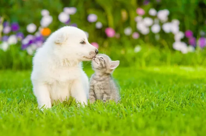 Tải Bộ Sưu Tập Hình Ảnh Chú Cún Dễ Thương Làm Nền Cho Người Dùng Điện Thoại (shiba, Corgi)