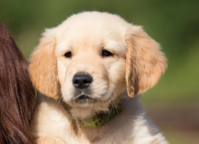Tải Bộ Sưu Tập Hình Ảnh Chú Cún Dễ Thương Làm Nền Cho Người Dùng Điện Thoại (shiba, Corgi)