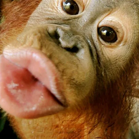 Tổng Hợp Hình Ảnh Chu Mỏ (meme, Ảnh Chế) Hài Hước, Dễ Thương Cho Giới Trẻ Tổng Hợp Hình Ảnh Chu Mỏ (meme, Ảnh Chế) Hài Hước, Dễ Thương Cho Giới Trẻ