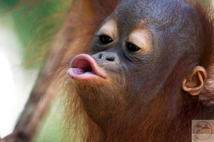 Tổng Hợp Hình Ảnh Chu Mỏ (meme, Ảnh Chế) Hài Hước, Dễ Thương Cho Giới Trẻ Tổng Hợp Hình Ảnh Chu Mỏ (meme, Ảnh Chế) Hài Hước, Dễ Thương Cho Giới Trẻ