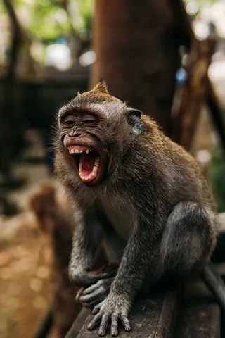 Tổng Hợp Hình Ảnh Chu Mỏ (meme, Ảnh Chế) Hài Hước, Dễ Thương Cho Giới Trẻ Tổng Hợp Hình Ảnh Chu Mỏ (meme, Ảnh Chế) Hài Hước, Dễ Thương Cho Giới Trẻ