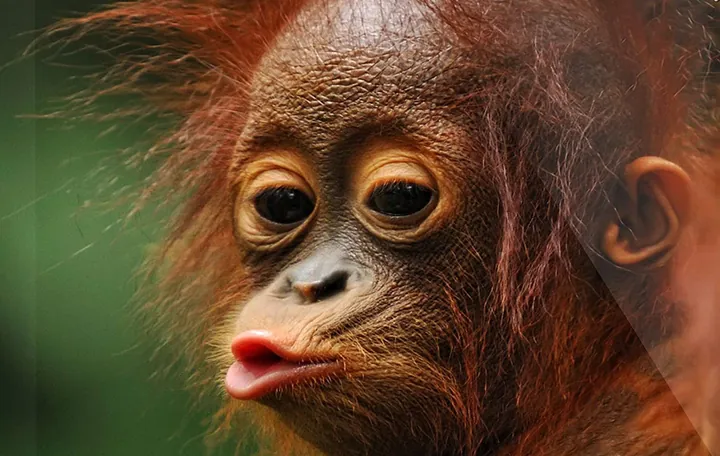 Tổng Hợp Hình Ảnh Chu Mỏ (meme, Ảnh Chế) Hài Hước, Dễ Thương Cho Giới Trẻ Tổng Hợp Hình Ảnh Chu Mỏ (meme, Ảnh Chế) Hài Hước, Dễ Thương Cho Giới Trẻ