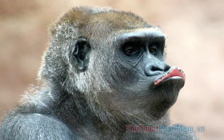 Tổng Hợp Hình Ảnh Chu Mỏ (meme, Ảnh Chế) Hài Hước, Dễ Thương Cho Giới Trẻ Tổng Hợp Hình Ảnh Chu Mỏ (meme, Ảnh Chế) Hài Hước, Dễ Thương Cho Giới Trẻ