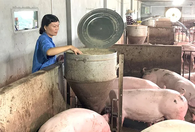 Tổng Hợp Xem Và Tham Khảo Hình Ảnh Chuồng Heo Cùng Các Kiểu Thiết Kế Dành Cho Người Chăn Nuôi