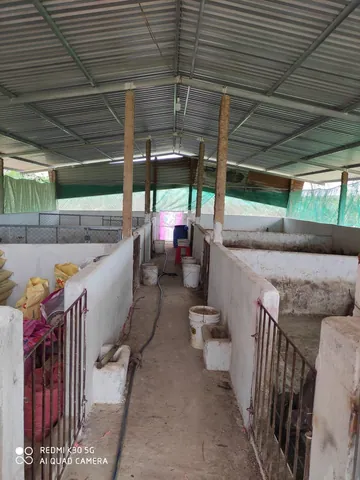 Tổng Hợp Xem Và Tham Khảo Hình Ảnh Chuồng Heo Cùng Các Kiểu Thiết Kế Dành Cho Người Chăn Nuôi