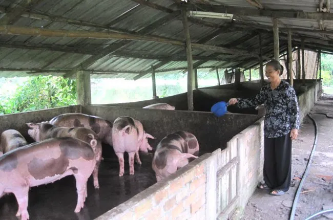 Tổng Hợp Xem Và Tham Khảo Hình Ảnh Chuồng Heo Cùng Các Kiểu Thiết Kế Dành Cho Người Chăn Nuôi