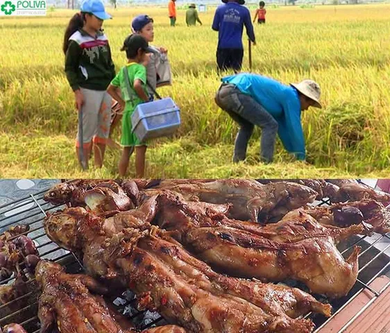 Khám Phá Hình Ảnh Chuột Nướng Đặc Sản Miền Tây Cho Thực Khách Tò Mò: Từ Chuột Đồng Nướng Lu Đến Chuột Nướng Mật Ong Khám Phá Hình Ảnh Chuột Nướng Đặc Sản Miền Tây Cho Thực Khách Tò Mò: Từ Chuột Đồng Nướng Lu Đến Chuột Nướng Mật Ong
