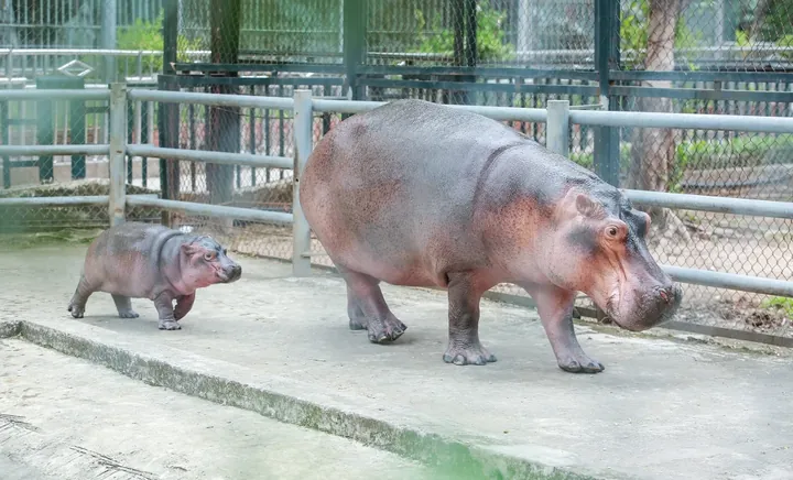 Khám Phá Hình Ảnh Con Hà: Đặc Điểm Sinh Thái Và Phân Biệt Với Con Hàu Dành Cho Người Yêu Biển Khám Phá Hình Ảnh Con Hà: Đặc Điểm Sinh Thái Và Phân Biệt Với Con Hàu Dành Cho Người Yêu Biển