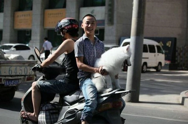 Hình Ảnh Công An Giao Thông Hài Hước: Bộ Sưu Tập, Ý Nghĩa & Cách Tận Dụng Cho Người Yêu Thích Meme Hình Ảnh Công An Giao Thông Hài Hước: Bộ Sưu Tập, Ý Nghĩa & Cách Tận Dụng Cho Người Yêu Thích Meme