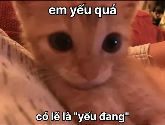 Tổng Hợp Hình Ảnh Crush Cute (ảnh Thả Thính, Meme Tỏ Tình) Dành Cho Bạn