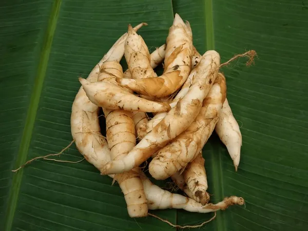 Xem Hình Ảnh Củ Dong (khoai Riềng) Và Đặc Điểm Nhận Biết Các Loài Dong Riềng Đỏ, Trắng Cho Người Nội Trợ