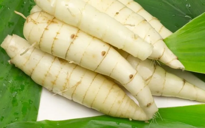 Xem Hình Ảnh Củ Dong (khoai Riềng) Và Đặc Điểm Nhận Biết Các Loài Dong Riềng Đỏ, Trắng Cho Người Nội Trợ