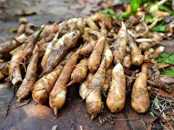 Xem Hình Ảnh Củ Dong (khoai Riềng) Và Đặc Điểm Nhận Biết Các Loài Dong Riềng Đỏ, Trắng Cho Người Nội Trợ