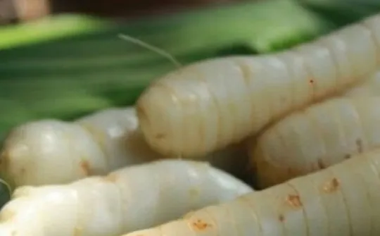Xem Hình Ảnh Củ Dong (khoai Riềng) Và Đặc Điểm Nhận Biết Các Loài Dong Riềng Đỏ, Trắng Cho Người Nội Trợ