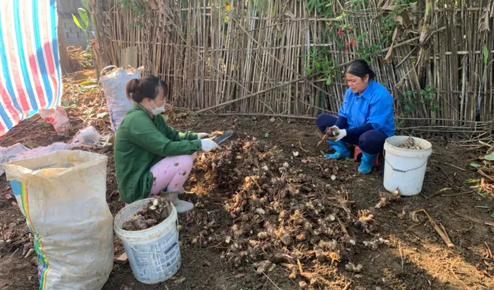 Xem Hình Ảnh Củ Dong (khoai Riềng) Và Đặc Điểm Nhận Biết Các Loài Dong Riềng Đỏ, Trắng Cho Người Nội Trợ