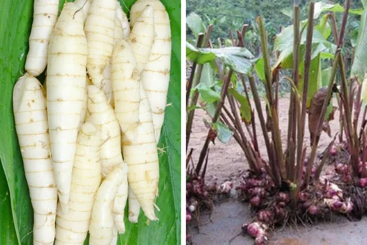 Xem Hình Ảnh Củ Dong (khoai Riềng) Và Đặc Điểm Nhận Biết Các Loài Dong Riềng Đỏ, Trắng Cho Người Nội Trợ