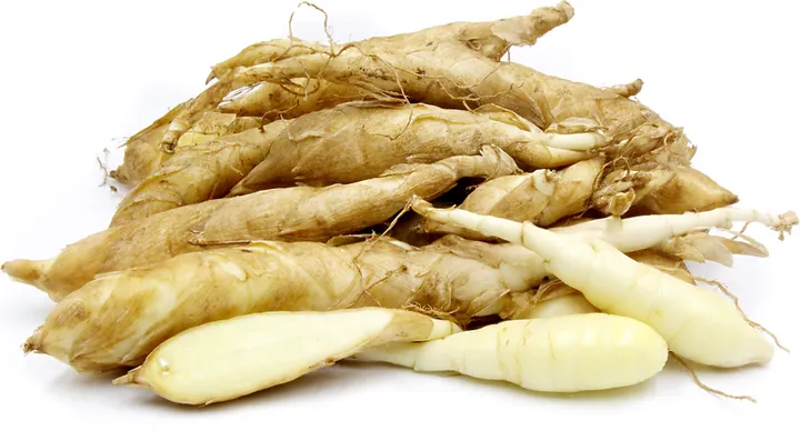 Xem Hình Ảnh Củ Dong (khoai Riềng) Và Đặc Điểm Nhận Biết Các Loài Dong Riềng Đỏ, Trắng Cho Người Nội Trợ