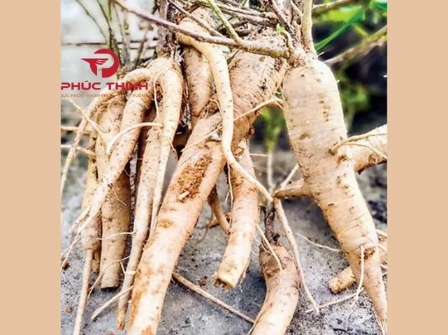 Xem Hình Ảnh Củ Sâm Và Nhận Biết Các Loại Sâm Phổ Biến Dành Cho Người Mới Tìm Hiểu