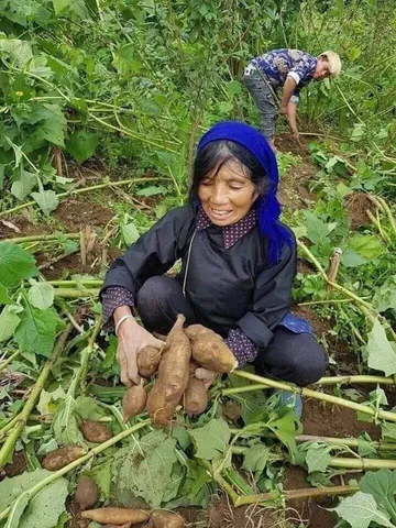Xem Hình Ảnh Củ Sâm Và Nhận Biết Các Loại Sâm Phổ Biến Dành Cho Người Mới Tìm Hiểu