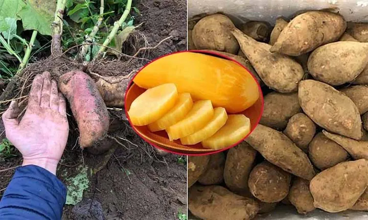 Xem Hình Ảnh Củ Sâm Và Nhận Biết Các Loại Sâm Phổ Biến Dành Cho Người Mới Tìm Hiểu