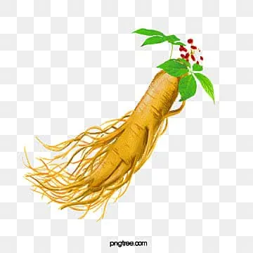 Xem Hình Ảnh Củ Sâm Và Nhận Biết Các Loại Sâm Phổ Biến Dành Cho Người Mới Tìm Hiểu