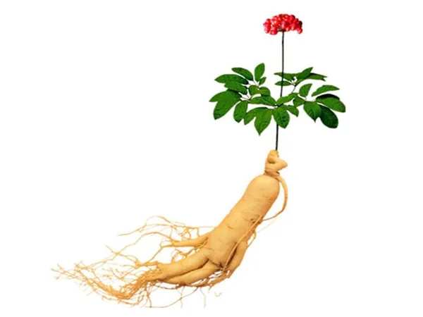 Xem Hình Ảnh Củ Sâm Và Nhận Biết Các Loại Sâm Phổ Biến Dành Cho Người Mới Tìm Hiểu