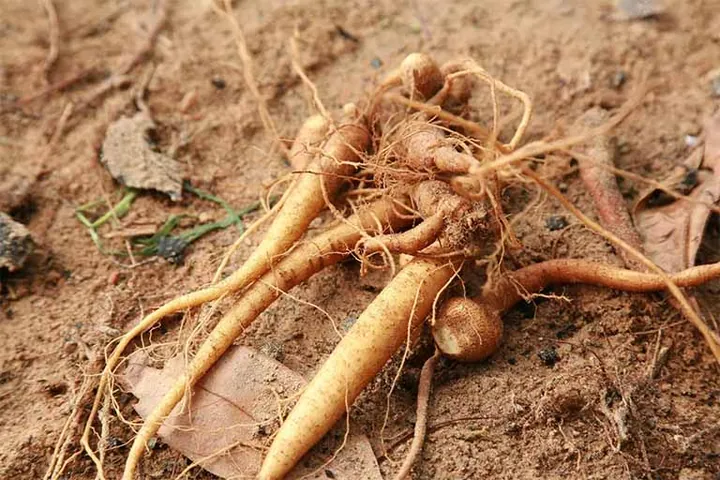 Xem Hình Ảnh Củ Sâm Và Nhận Biết Các Loại Sâm Phổ Biến Dành Cho Người Mới Tìm Hiểu