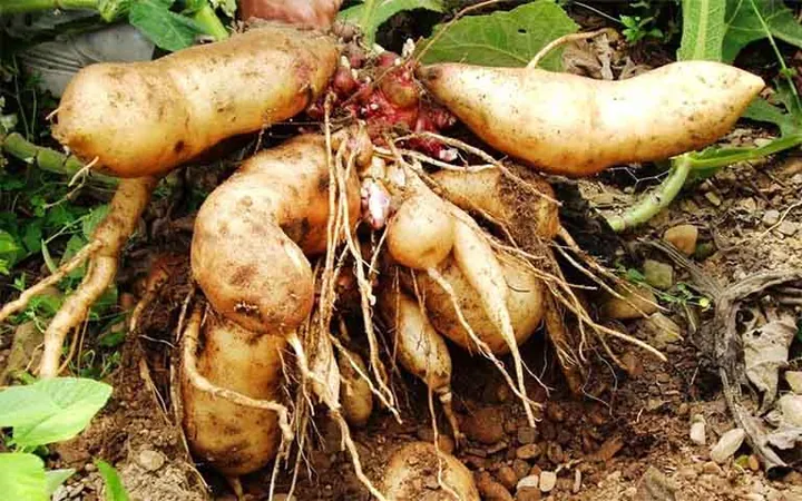Xem Hình Ảnh Củ Sâm Và Nhận Biết Các Loại Sâm Phổ Biến Dành Cho Người Mới Tìm Hiểu