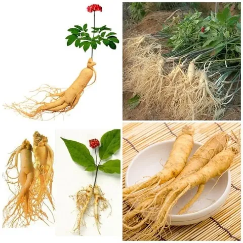 Xem Hình Ảnh Củ Sâm Và Nhận Biết Các Loại Sâm Phổ Biến Dành Cho Người Mới Tìm Hiểu