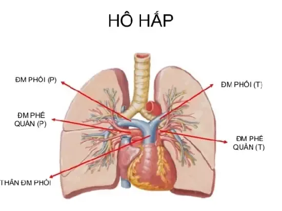 Tổng Hợp Hình Ảnh Và Cách Làm Cua Hấp Tại Nhà (cua Hấp Bia, Sả) Tổng Hợp Hình Ảnh Và Cách Làm Cua Hấp Tại Nhà (cua Hấp Bia, Sả)