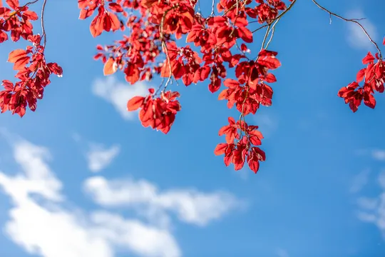 Chiêm Ngưỡng Bộ Sưu Tập Hình Ảnh Cuối Thu Đẹp Dành Cho Người Yêu Nghệ Thuật: Những Khoảnh Khắc Giao Mùa Hà Nội Lãng Mạn Chiêm Ngưỡng Bộ Sưu Tập Hình Ảnh Cuối Thu Đẹp Dành Cho Người Yêu Nghệ Thuật: Những Khoảnh Khắc Giao Mùa Hà Nội Lãng Mạn