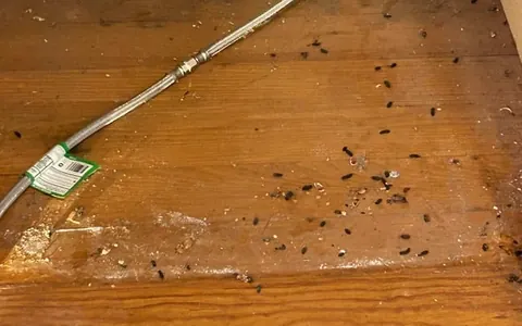 Nhận Diện Hình Ảnh Cứt Chuột: Cách Phân Biệt Phân Chuột Nhắt, Chuột Cống Với Gián Cho Gia Đình