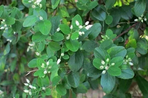 Nhận Diện Hình Ảnh Cứt Chuột: Cách Phân Biệt Phân Chuột Nhắt, Chuột Cống Với Gián Cho Gia Đình