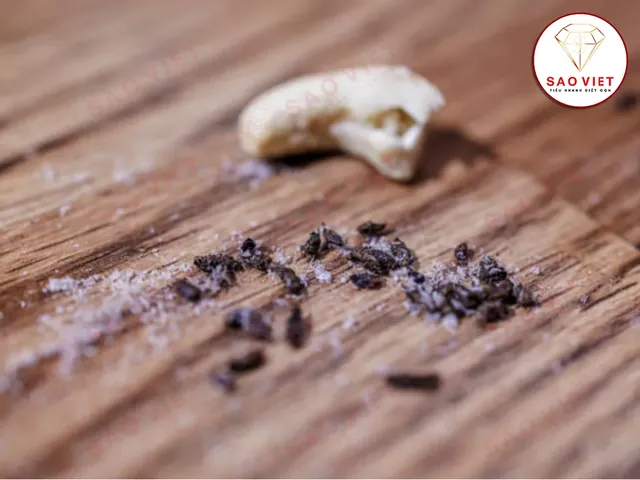 Nhận Diện Hình Ảnh Cứt Chuột: Cách Phân Biệt Phân Chuột Nhắt, Chuột Cống Với Gián Cho Gia Đình