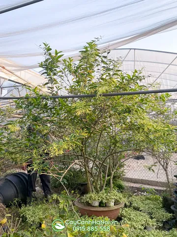 Khám Phá Hình Ảnh Và Đặc Điểm Hoa Dạ Hương (dạ Lý Hương) Dành Cho Người Yêu Hoa