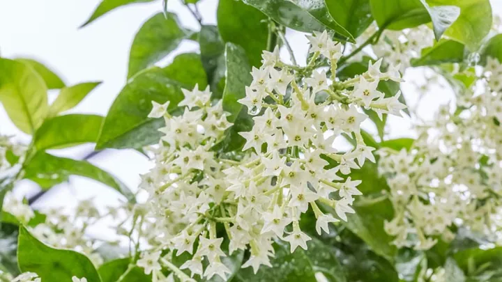 Khám Phá Hình Ảnh Và Đặc Điểm Hoa Dạ Hương (dạ Lý Hương) Dành Cho Người Yêu Hoa